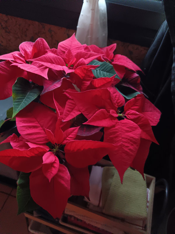 IMG_20231228_145523