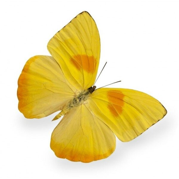 sticker-mural-papillon-jaune