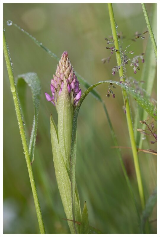 plaine matin rosée orchis pyramidal 100515