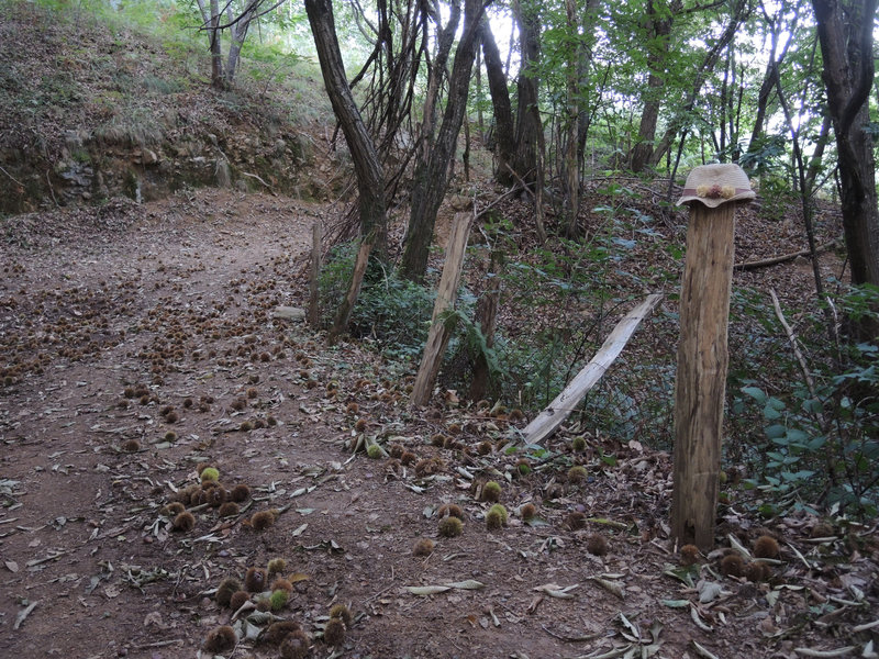 Mont Ursuya, sentier surprise (64)