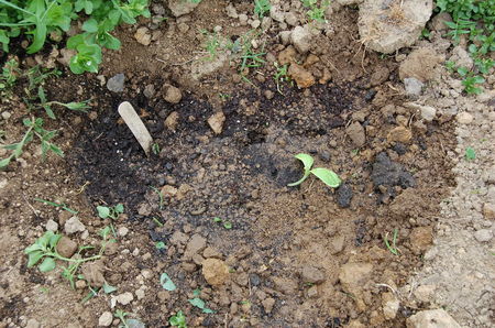 29_mai_jardinage_au_jardin__plantation_des_l_gumes__8_