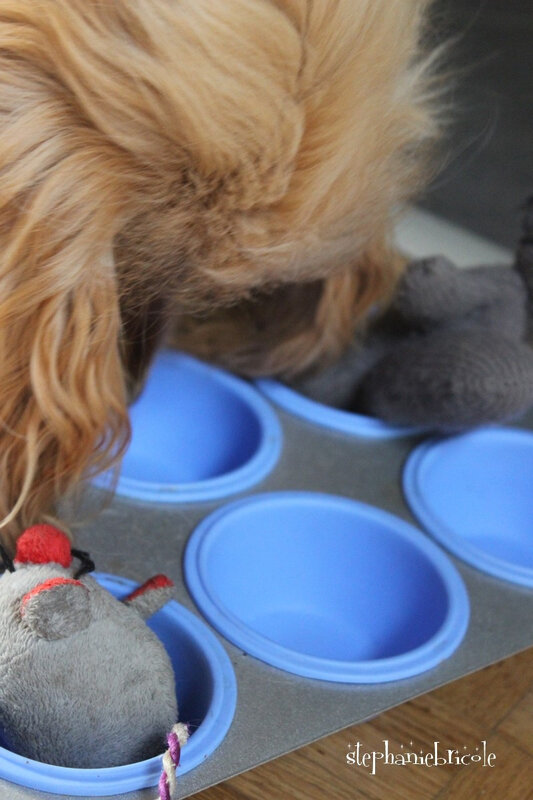 jouet pour chien diy