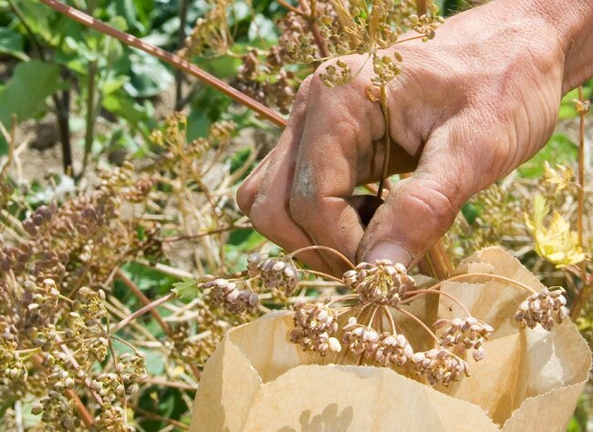 faire-ses-graines-potager