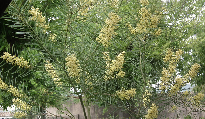 mimosa mamyours