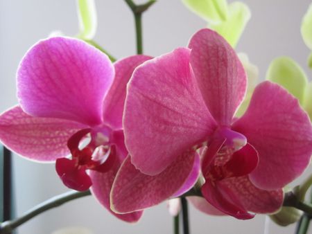 orchid_e2011_112
