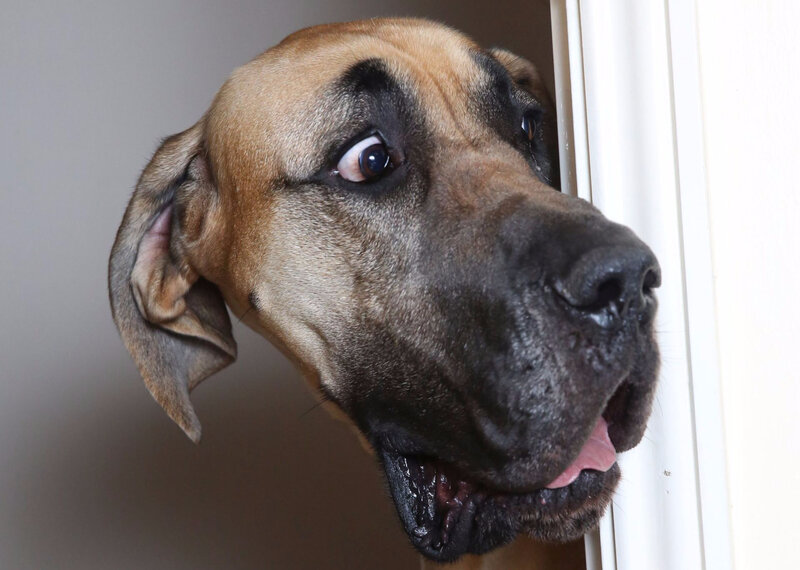Surprise Canine