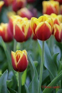 IMG_2303copie2
