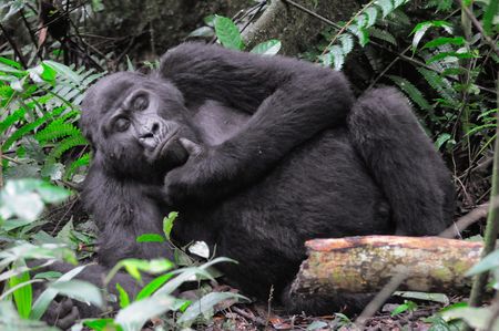 Gorille_de_montagne_m_le__parc_de_Bwindi__Ouganda__4_