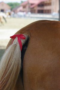 cheval qui botte un ruban rouge en noeud