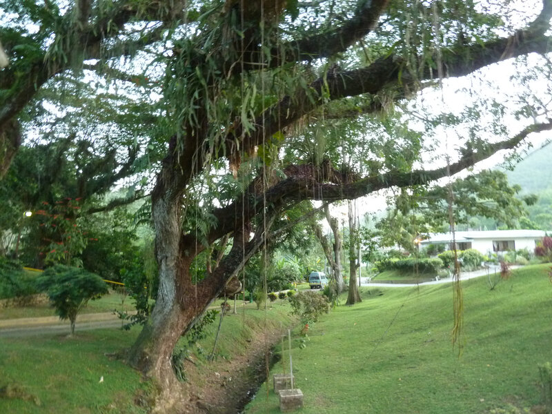 6 - arbre de fôret tropicale