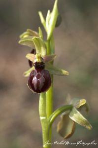 2013_04_01_Ophrys_occidentalis_08