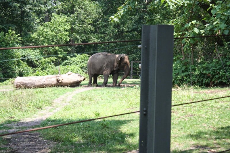 J11 - 08 juillet 2014 - zoo du Bronx (114).JPG
