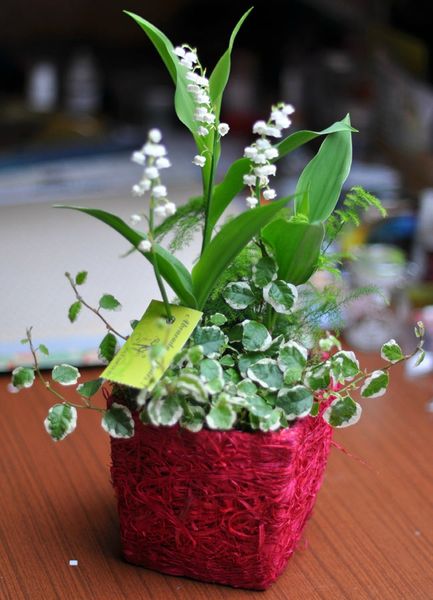 pot-muguet-carole