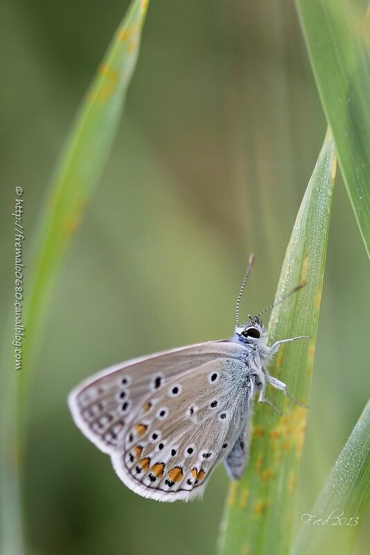 Polyommatus icarus ♀