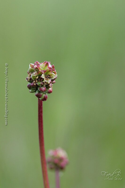 Sanguisorba minor 