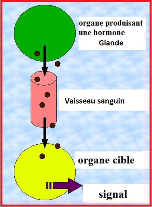 image hormone 2