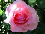 Roses_Mai__2_