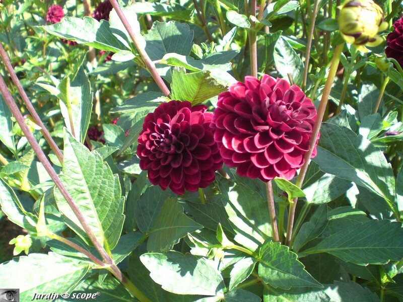 Pompons rouges