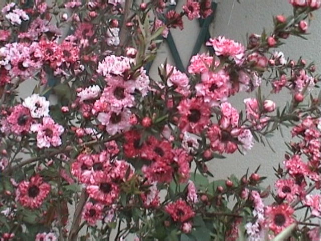 a_fleurs_leptospermums_1
