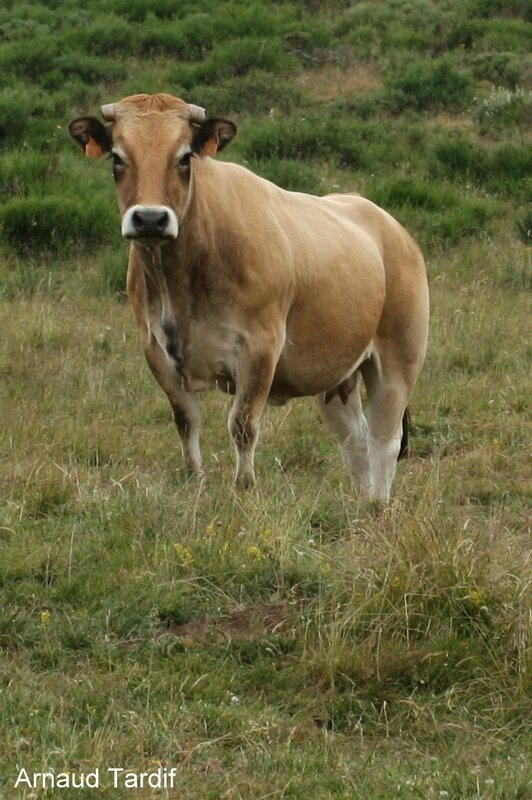 0067 Vache Aubrac En direction de la Trinitat blog