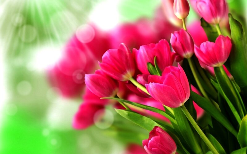 Tulips-flowers-33698295-1920-1200 (1)