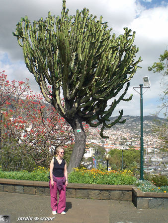 9065_Euphorbia_ingens