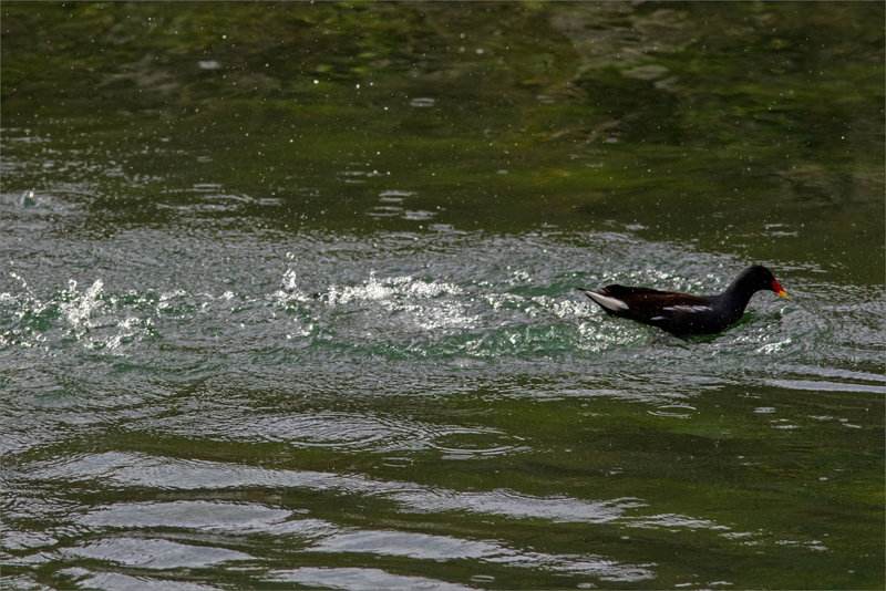 éclaboussures oiseau poule eau 2 150222