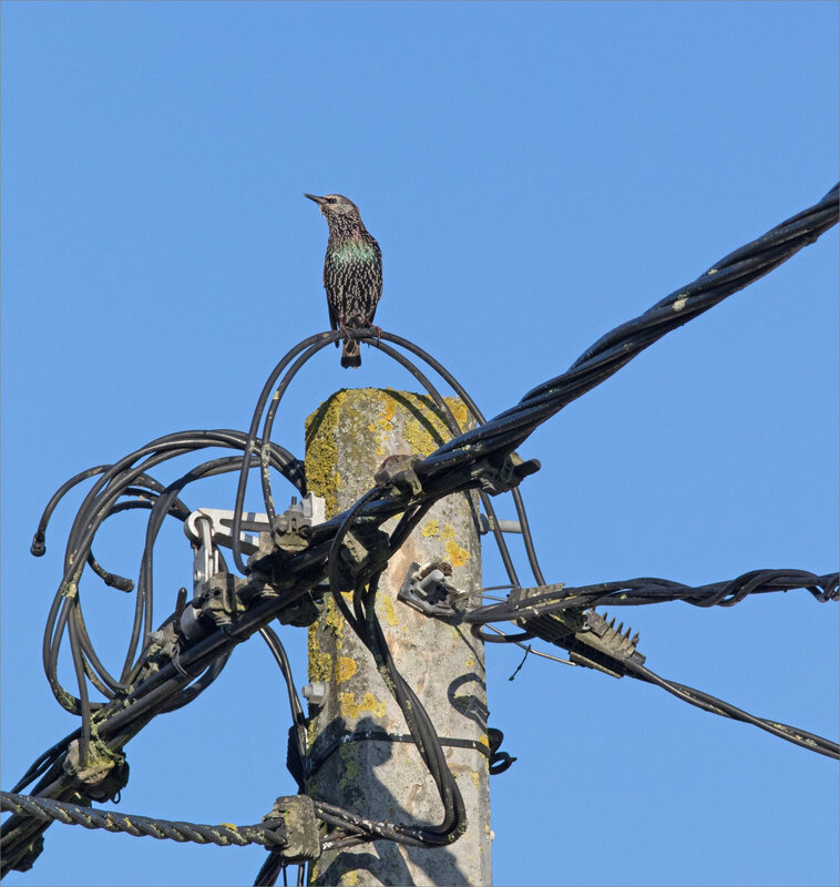 ville oiseau etourneau réception 1 180917