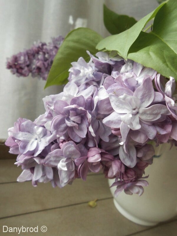 lilas