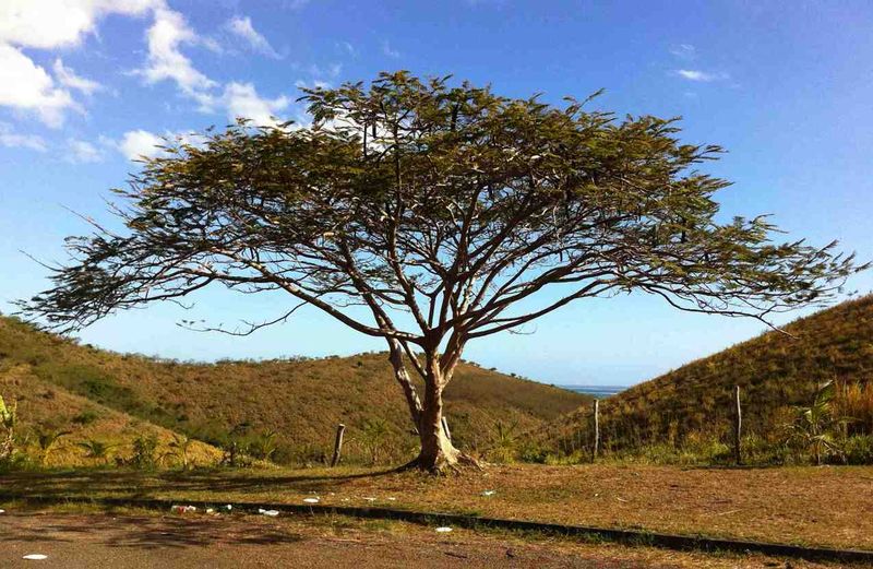 Acacia  Photo de Arbres, palmiers, fougères  Voyage en Nouvelle Calédonie