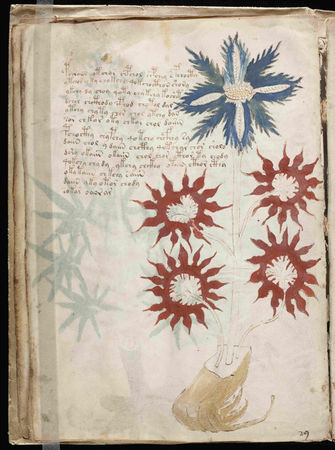 A1_Voynich