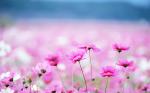 your-cute-pink-flowers_440132