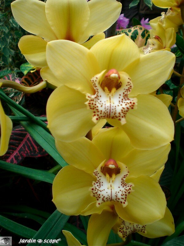Expo d'Orchidées 2008 - Serre aux papillons du Parc Floral d'Orléans