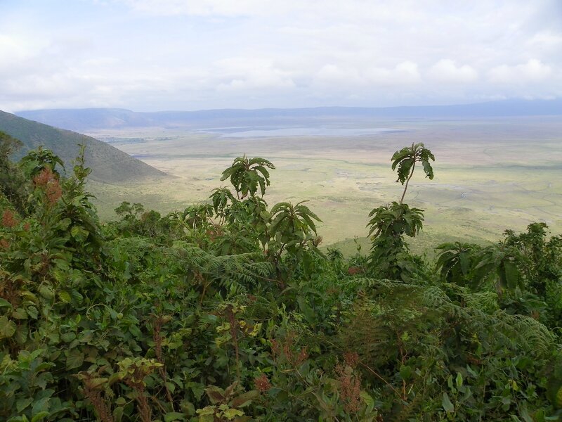 Point de vue sur le cratère du Ngorongoro