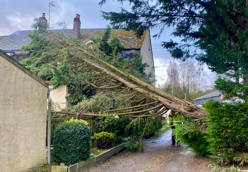 TEMPÊTE 2022 RUE DE LORRAINE sapin