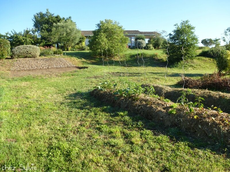 Potager permaculture 2e butte 16