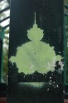 Mandelbrot_Facult_s