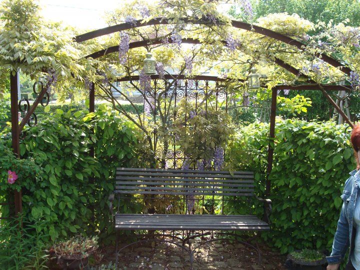 Banc à la glycine dans le jardin de freddy à Kutzenhausen (67)