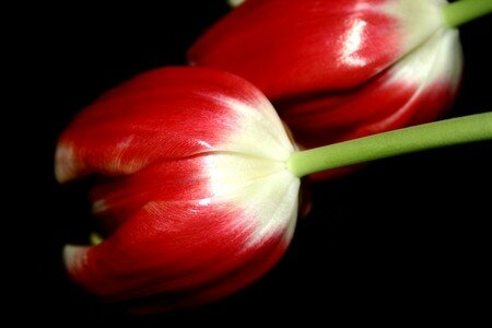 tulipe6
