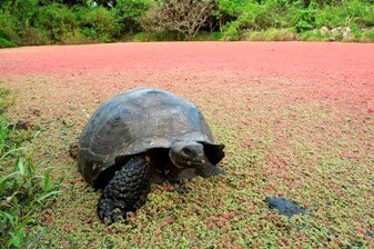 tortue