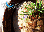TERRINE_POULET19