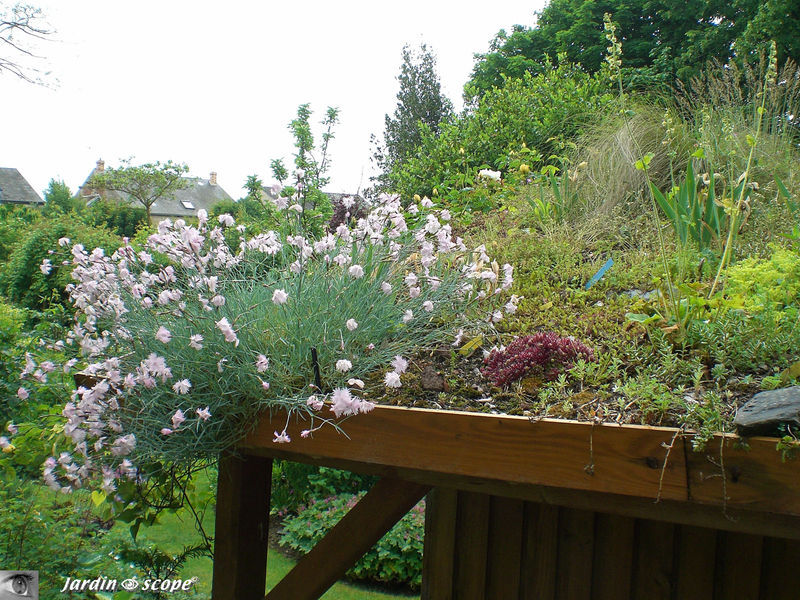 Toit de la cabane de jardin végétalisé
