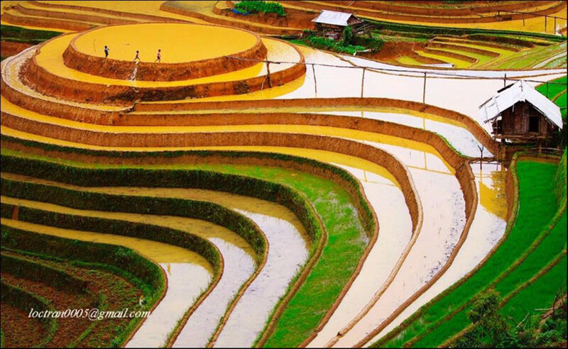 Brillante-beau-rizieres-en-terrasse-le-du-VietNam-4