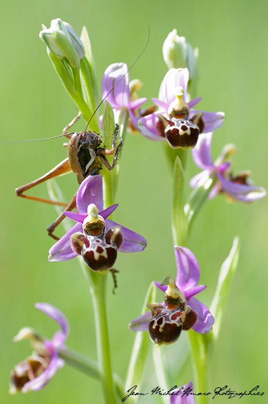 2014_05_Ophrys bécasse_01