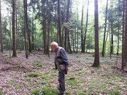 Déjà des champignons dans les forêts de Lorraine !