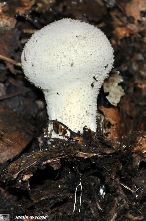 Vesse-de-loup perlée • Lycoperdon perlatum