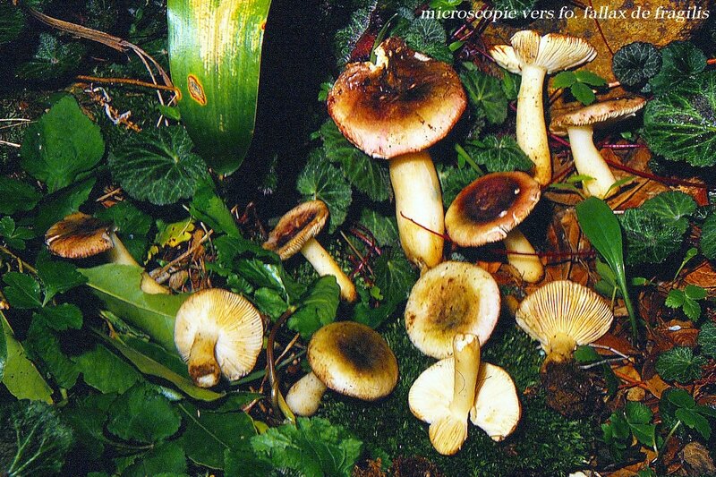 Russula_omiensis0004