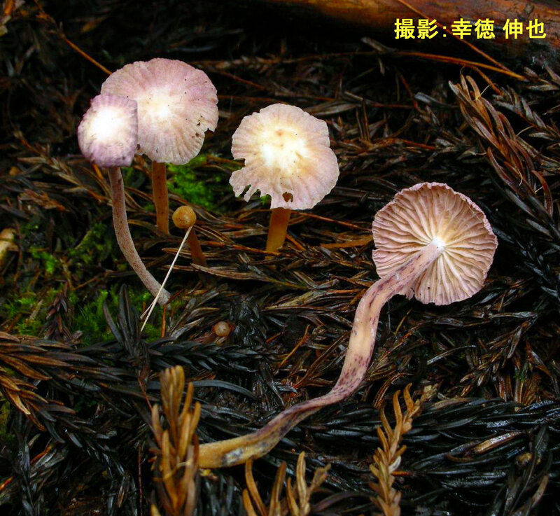 Gymnopus iocephalus 2007_0927 leg Kotoku