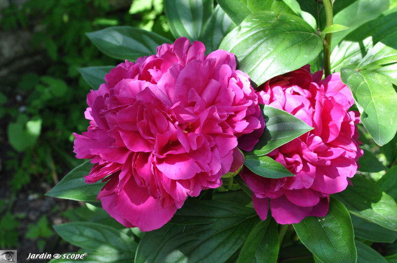 Une pivoine rouge comme il se doit !