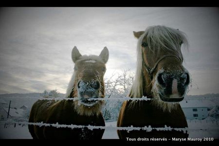 chevaux hiver-1